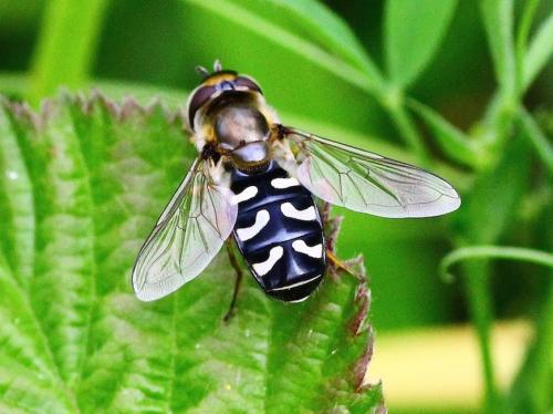 Réf. 217 556 : Scaeva pyrastri